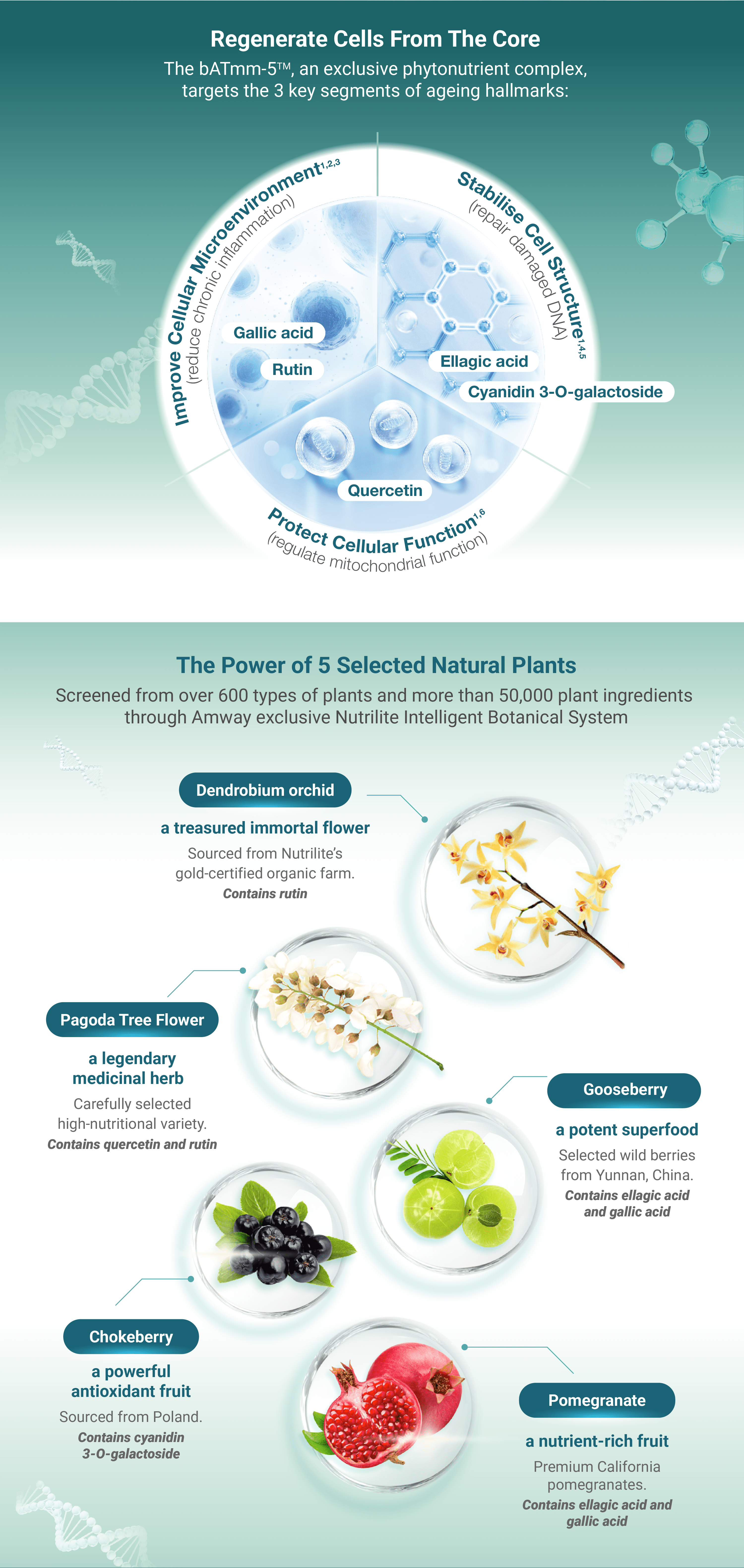 Nutrilite Amcell™

