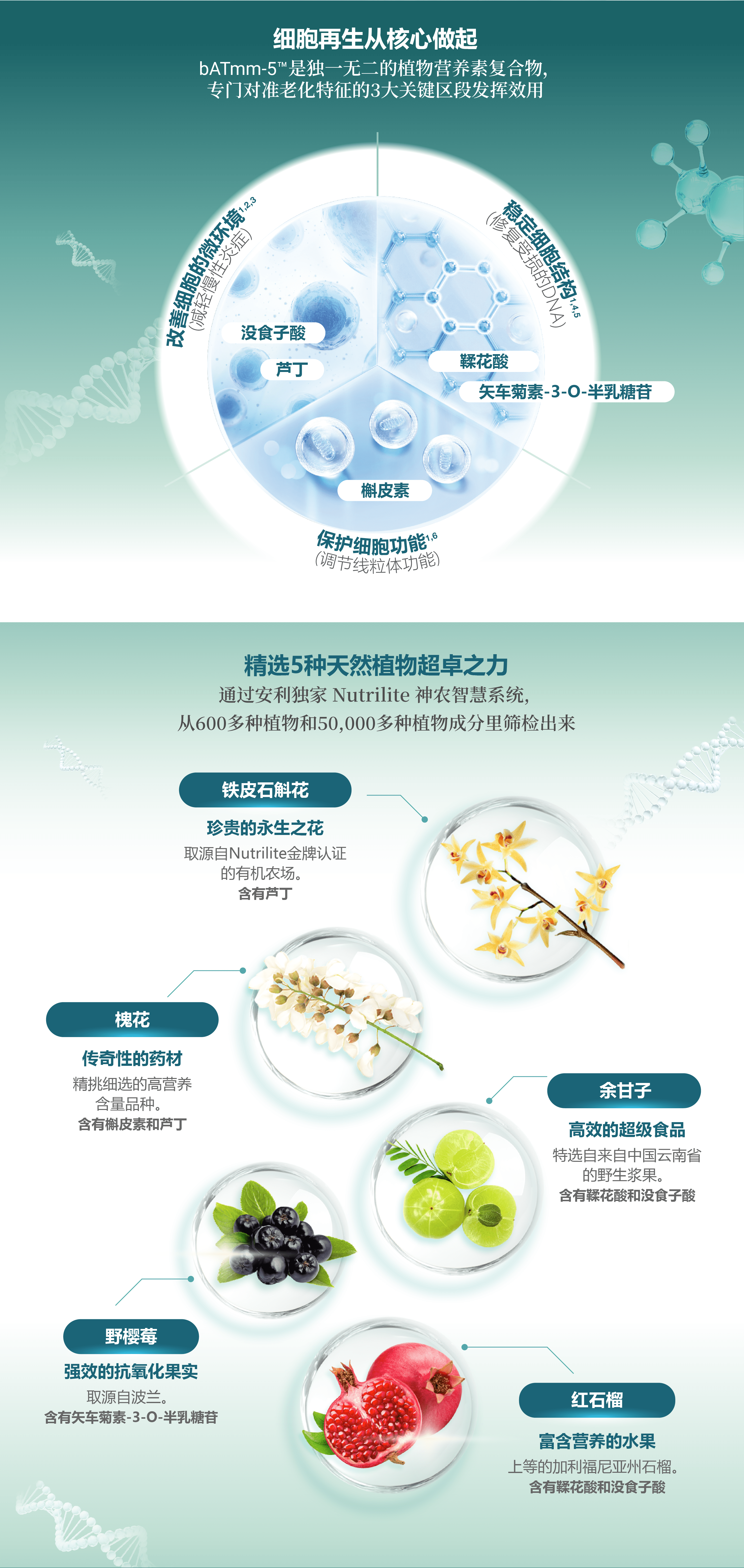 Nutrilite Amcell™

